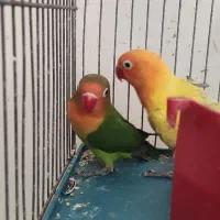 کوتوله برزیلی