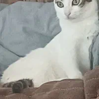 واگذاری گربه خونگی|گربه|آستارا, |دیوار