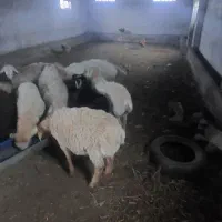 فروش ۱۵ راس بره