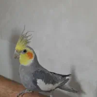 عروس هلندی|پرنده|مشهد, فاطمیه|دیوار