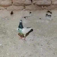 غریب گیر