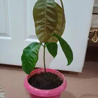 نهال انبه و اواکادو