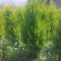 کاج لاوسون طلایی|گل و گیاه طبیعی|آستانه اشرفیه, |دیوار