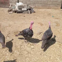 بوقلمون برنز وبلوبرن