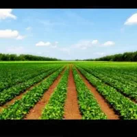 کود ارگانیک جایگزین کودهای شیمیایی
