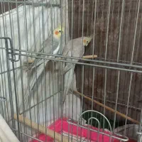 عروس هلندی مولد نروماده