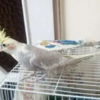 عروس هلندی|پرنده|طرقبه, |دیوار