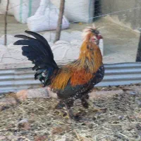 خروس سلطان|حیوانات مزرعه|سنندج, |دیوار