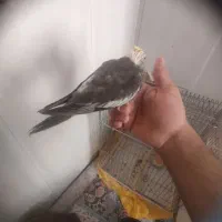 عروس هلندی نرم خور|پرنده|اردکان, |دیوار