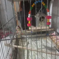 فنچ نرگسی و زفنچ زبرا|پرنده|قم, زند آباد|دیوار