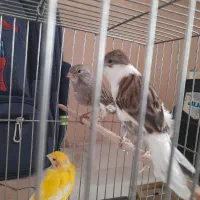 قناری نروماده|پرنده|قزوین, |دیوار