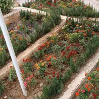 خدمات باغبانی باغچه کاری گلکاری هرسکاری گل وگیا