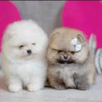 انواع پامرانین خرسی عروسکی فنجونی