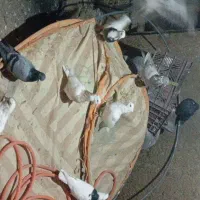 کبوتر طوقی|پرنده|کلاترزان, |دیوار