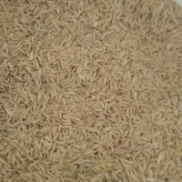 فروش برنج|خوردنی و آشامیدنی|دهدشت, |دیوار