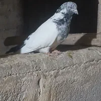 کفتر کله دمبی نر و ماده عروسک|پرنده|فارسان, |دیوار