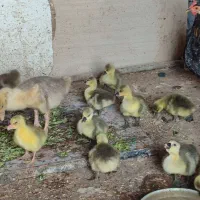 تخم غاز|حیوانات مزرعه|هندیجان, |دیوار