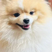 پامر خرسی شناسنامه داره یکسال و سه ماهشه قیمت ۲۲