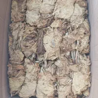 برگ زرد