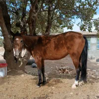 ماده ترکی اسب