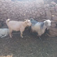 بز وتیربز خشک چاق
