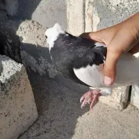 کبوتر معاوضه با مرغ عشق