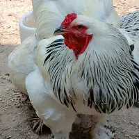 تخم مرغ برهما اصل رمانی|حیوانات مزرعه|سنگر, |دیوار