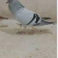 سبز دم سفید
