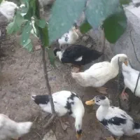 جوجه اردک سه ماهه با واکسن دو مرحله زده شده