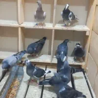 جوجه پلاکی|پرنده|اهواز, امانیه|دیوار