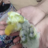 جوجه طوطی برزیلی رنگ خواص|پرنده|اهواز, شهرک دانشگاه|دیوار