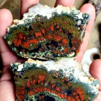 راف شجر گل اناری