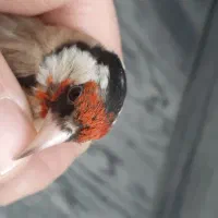 سهره خال حلب جوجه قفس