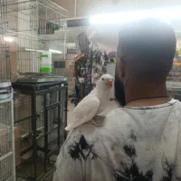 ملنگو آلبینوتازه  دونخور رام و دستی