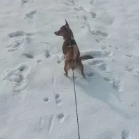 سگ نژاد اشپیتز|سگ|مشهد, شهرک مهر آباد|دیوار