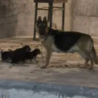 توله برای واگذاری