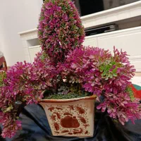 گل مصنوعی|گل مصنوعی|رشت, رشتیان|دیوار