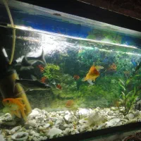 آکواریوم با ماهی|ماهی|بیرجند, |دیوار