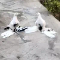 یه جفتکفتر دم سیاه پاپر نروماده