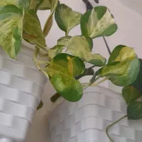 گل های اویزی|گل و گیاه طبیعی|بناب, |دیوار