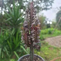 افوربیا قرمز