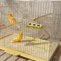 قناری ردفاکتور ، موزاییکی ، و رسمی معمولی|پرنده|شاهرود, |دیوار