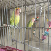 3عدد طوطی برزیلی شیطون