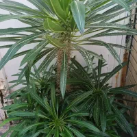 نخل ماداگاسکار/نخل سیکاس|گل و گیاه طبیعی|شیراز, شهرک رضوان|دیوار
