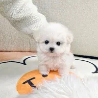 سگ باهوش|سگ|اردبیل, |دیوار