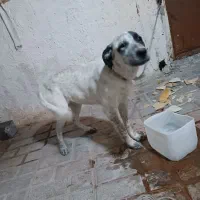 سگ دوگو با شناسنامه