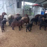 ۶تا گوسفند بره مار|حیوانات مزرعه|آق قلا, |دیوار