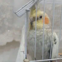 معاوضه عروس هلندی با جوجه گیرینچیک