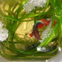 تعدادی فایتر هالفمون