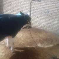 گوساله|حیوانات مزرعه|ماهیدشت, |دیوار